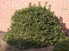 Holly bush 1