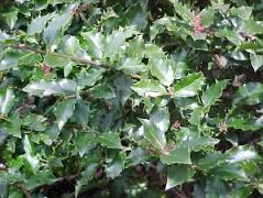 Holly bush 2