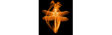 dragonfly martial arts logo