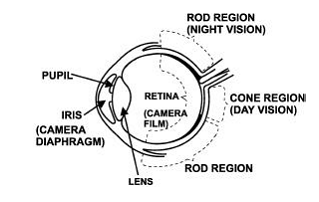Night Vision and the Eye - Eye Diagram