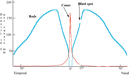 Night Vision and the Eye - Rods vs cones